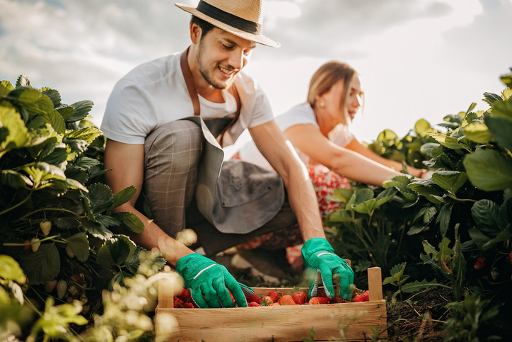 A man and woman picking strawberries in a field